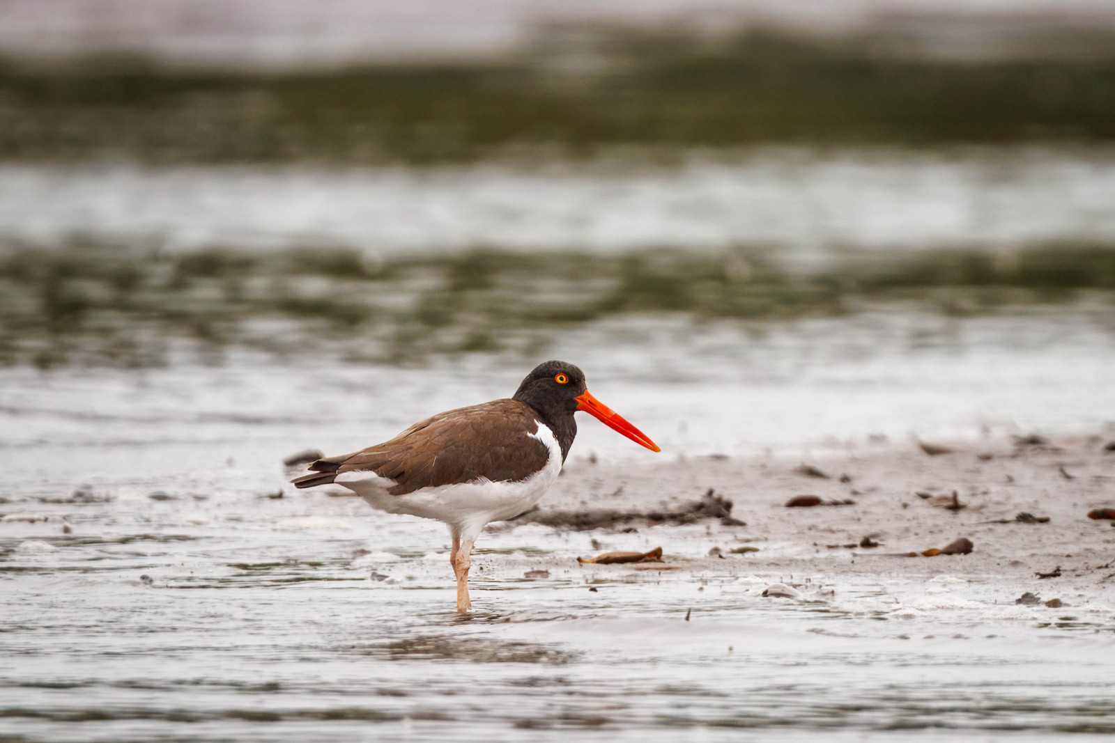 image American Oystercatcher